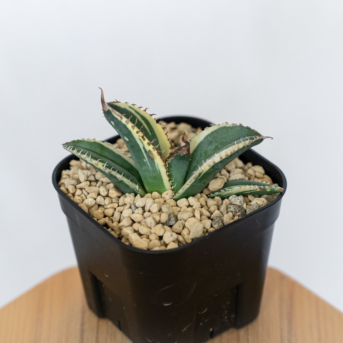 アガベ チタノタ 悪魔くん錦 斑入り TC株 Agave titanota Bakemono
