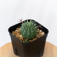 ユーフォルビア 群星冠 実生 Euphorbia stellispina 多肉植物 珍奇植物 静岡 ANTIDOTE 通販 S1629