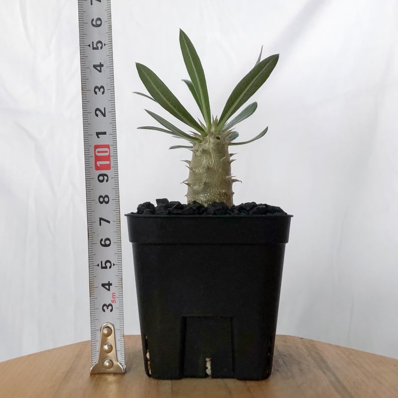 パキポディウム ホロンベンセ 実生 Pachypodium horombense 塊根植物 コ