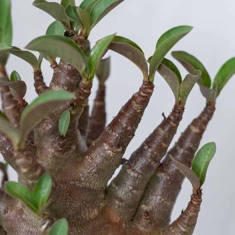 アデニウム アラビカム ブラックスキン 実生 Adenium Arabicum Black Skin 塊根植物 コーデックス 珍奇植物 多肉植物 静岡 ANTIDOTE 通販 S1599