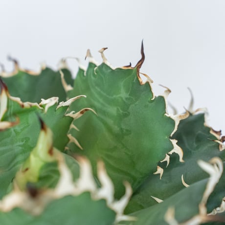 アガベ チタノタ フィリグリー 大株 OC株 agave titanota filigree 多肉植物 珍奇植物 静岡 ANTIDOTE 通販 S1560