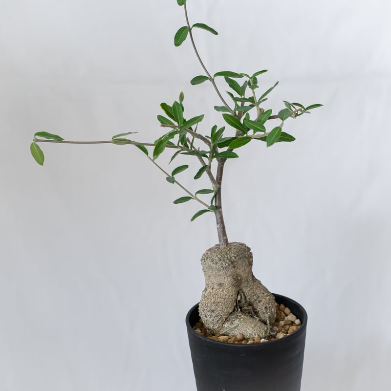 フォッケア エデュリス 火星人 実生 Fockea edulis コーデックス 塊根