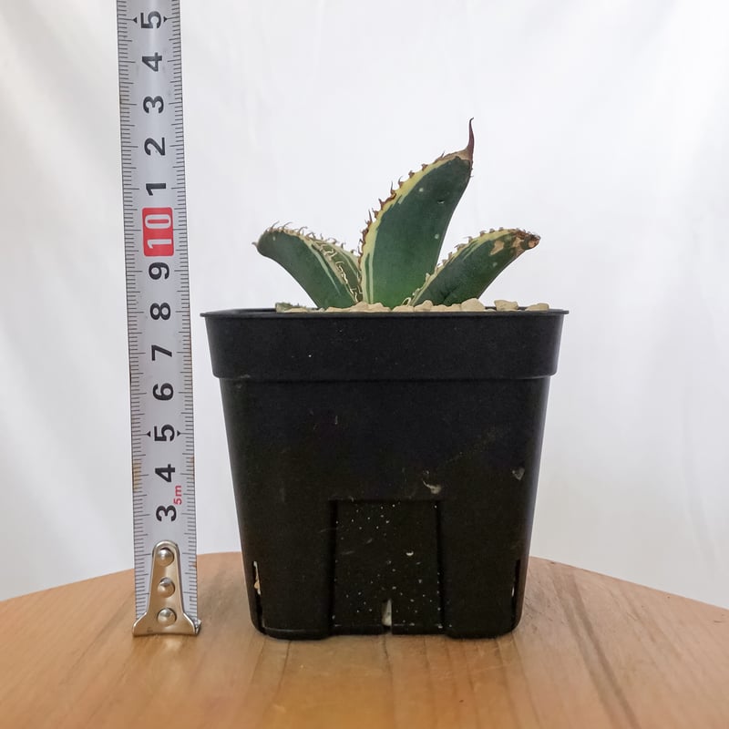 アガベ チタノタ 悪魔くん錦 斑入り TC株 Agave titanota Bakemono