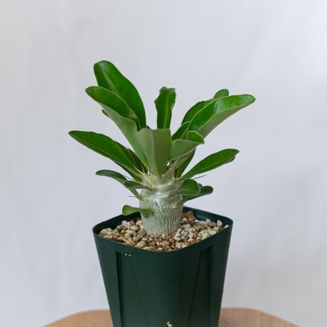パキポディウム サウンデルシー 実生 白馬城 Pachypodium saundersii 塊根植物 コーデックス 多肉植物 珍奇植物 静岡 ANTIDOTE 通販 S1604