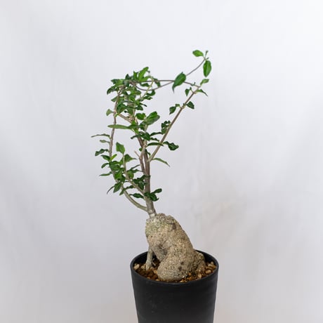 フォッケア エデュリス 火星人 実生 Fockea edulis コーデックス 塊根植物 多肉植物 観葉植物 静岡 ANTIDOTE 通販 S1534