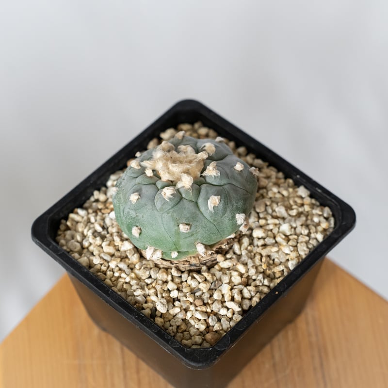ロフォフォラ 銀冠玉 実生 lophophora williamsii var.decipie