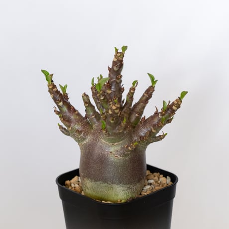 アデニウム アラビカム ブラックスキン Adenium Arabicum Black Skin 塊根植物 コーデックス 珍奇植物 多肉植物 静岡 ANTIDOTE 通販 S1540