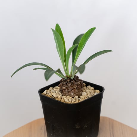 鉄甲丸 ユーフォルビア ブプレウリフォリア 実生 Euphorbia bupleurifolia 多肉植物 珍奇植物 静岡 ANTIDOTE 通販 S1542