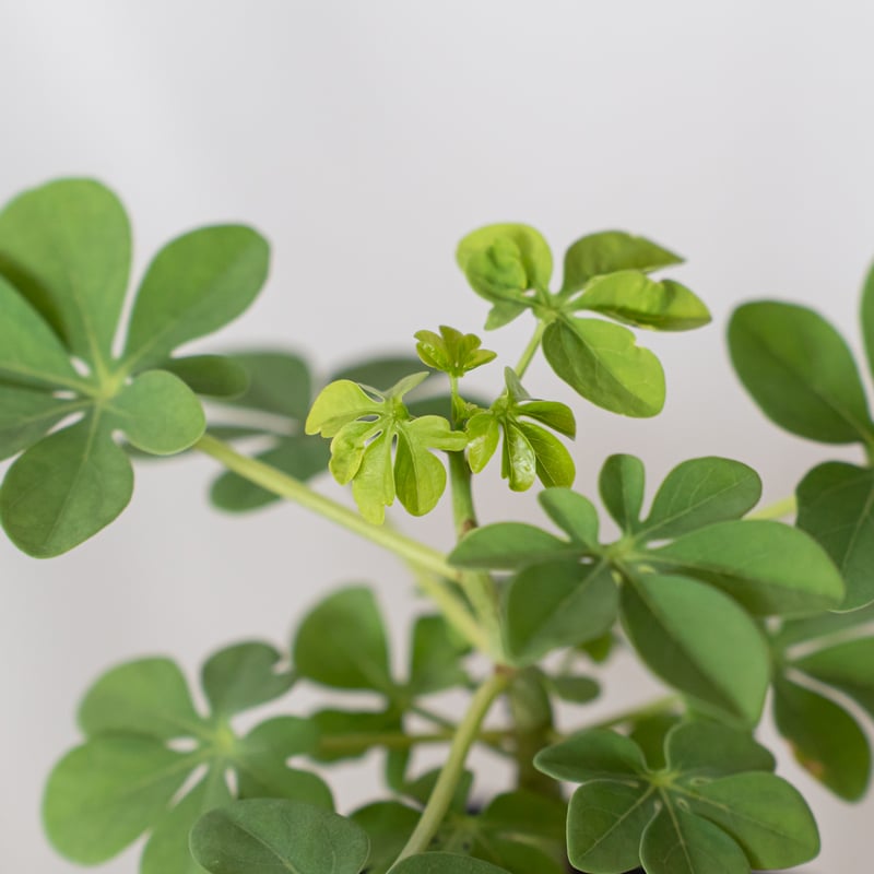 アデニア グラウカ 幻蝶かずら 実生 Adenia glauca 塊根植物