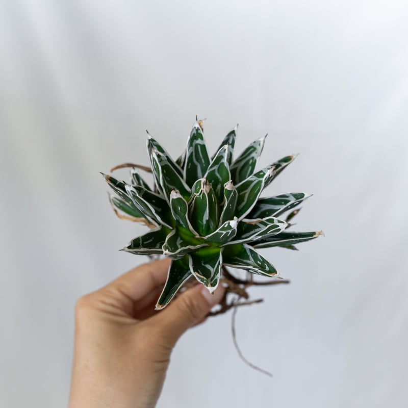 アガベ 姫笹の雪 OC株 ベアルート Agave victoriae-reginae 多肉植物