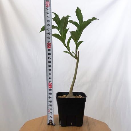 バオバブの木 アダンソニア・ディギタータ 実生 Baobab Adansonia Digitata コーデックス 塊根植物 多肉植物 観葉植物 星の王子さま 静岡 ANTIDOTE 通販 S1537