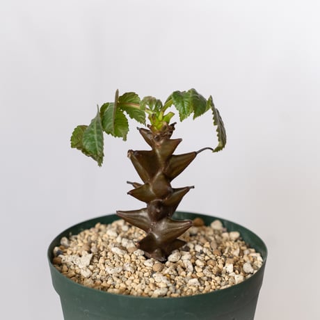 ベイセリア メキシカーナ 実生 Beiselia mexicana 塊根植物 多肉植物 珍奇植物 静岡 ANTIDOTE 通販 S1519