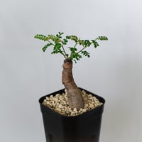 オペルクリカリア パキプス 根挿し Operculicarya pachypus 塊根植物 多肉植物 珍奇植物 静岡 ANTIDOTE 通販 S1586