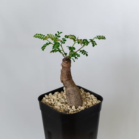 オペルクリカリア パキプス 根挿し Operculicarya pachypus 塊根植物 多肉植物 珍奇植物 静岡 ANTIDOTE 通販 S1586