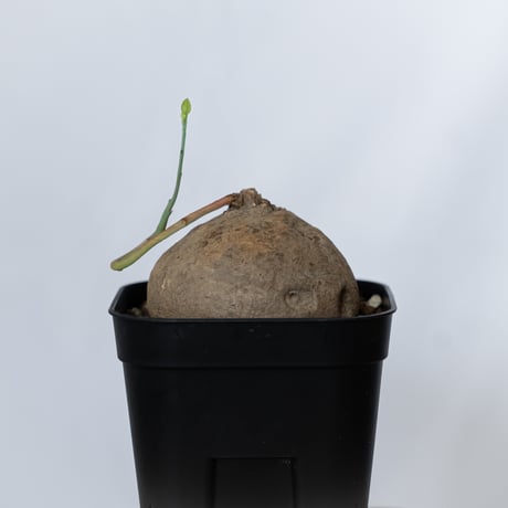 ステファニア エレクタ 実生 Stephania erecta 塊根植物 コーデックス 多肉植物 珍奇植物 静岡 ANTIDOTE 通販 S1547