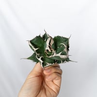 ★期間限定★アガベ チタノタ 南アフリカダイヤモンド カット株 ベアルート Agave titanota South African Diamond SAD ANTIDOTE S1735