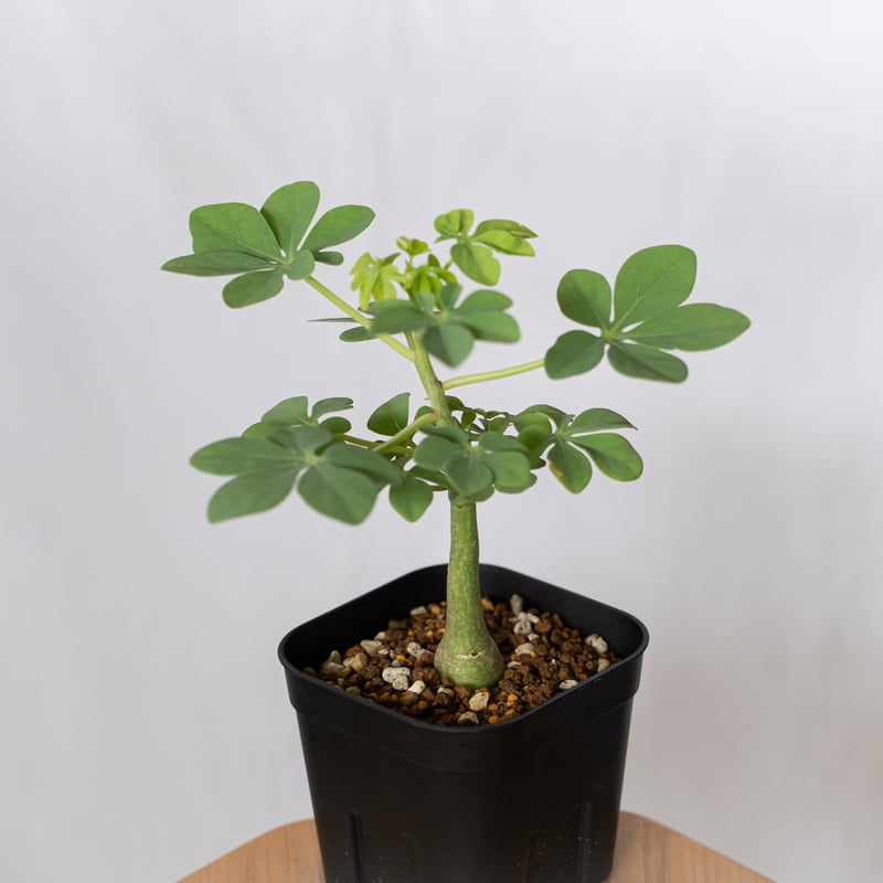 アデニア グラウカ 幻蝶かずら 実生 Adenia glauca 塊根植物