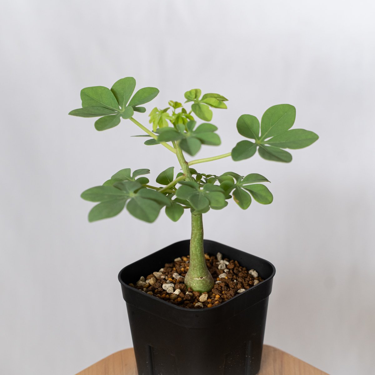 アデニア グラウカ 幻蝶かずら 実生 Adenia glauca 塊根植物
