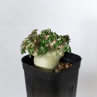 アデニウム アラビカム ドーセットホーン 獅子葉 実生 Adenium Arabicum Dorset Horn 塊根植物 コーデックス 多肉植物 珍奇植物 静岡 ANTIDOTE 通販 S1592
