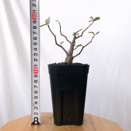 センナ メリディオナリス 実生 Senna Meridionalis 灌木コーデックス 塊根植物 多肉植物 珍奇植物 静岡 ANTIDOTE 通販 S1514