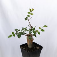ブルセラ ファガロイデス 実生 Bursera fagaroides 多肉植物 珍奇植物 ANTIDOTE 静岡 通販 S1516