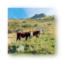 21- Double cow