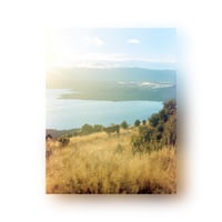 16 - Wanaka and cow