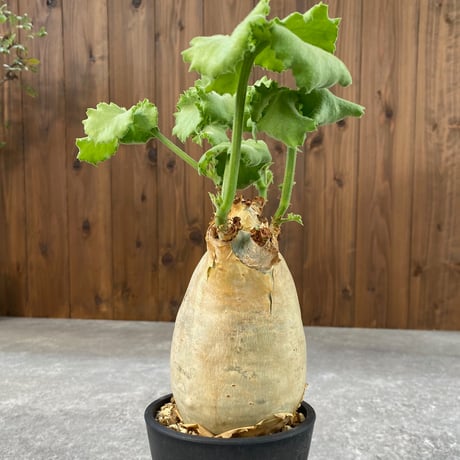 キフォステンマ マクロプス No.26-187