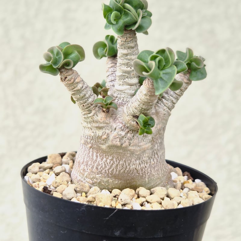 Mサイズ➄《 Adenium Arabicum D.H.A》アデニウム アラビカム 獅子葉 ド