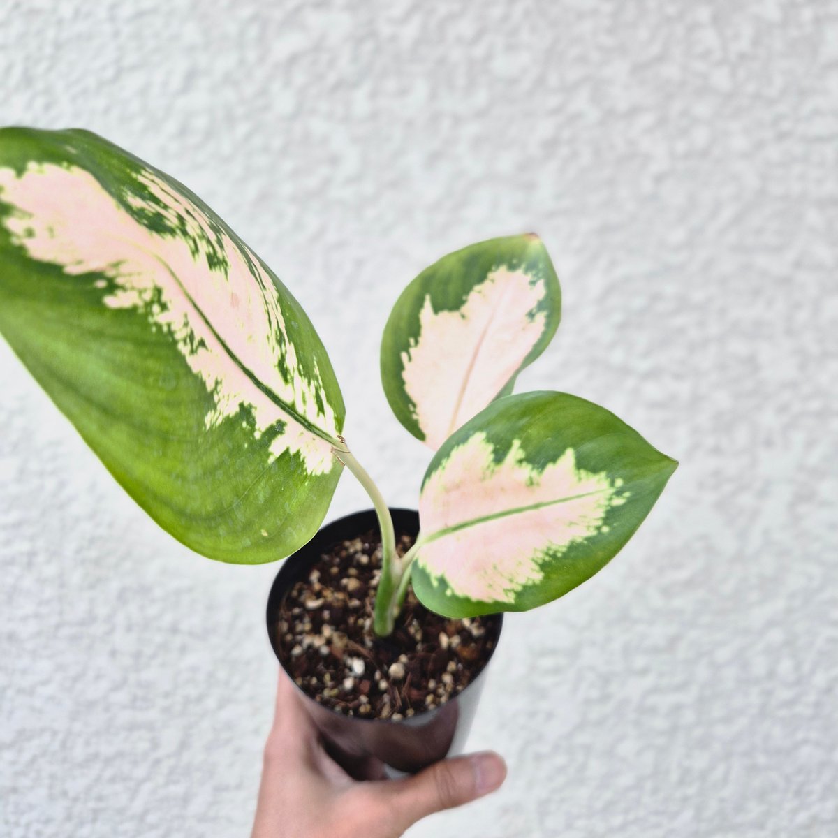 Aglaonema Cochin Peach》アグラオネマコーチンピーチ 観葉植物