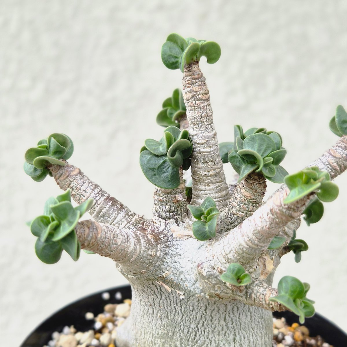 Lサイズ②《 Adenium Arabicum D.H.A》アデニウム アラビカム 獅子葉 ド