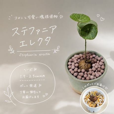 ステファニアピエレイ