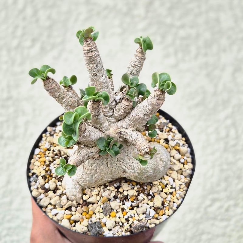 Lサイズ①《 Adenium Arabicum D.H.A》アデニウム アラビカム 獅子葉 ド