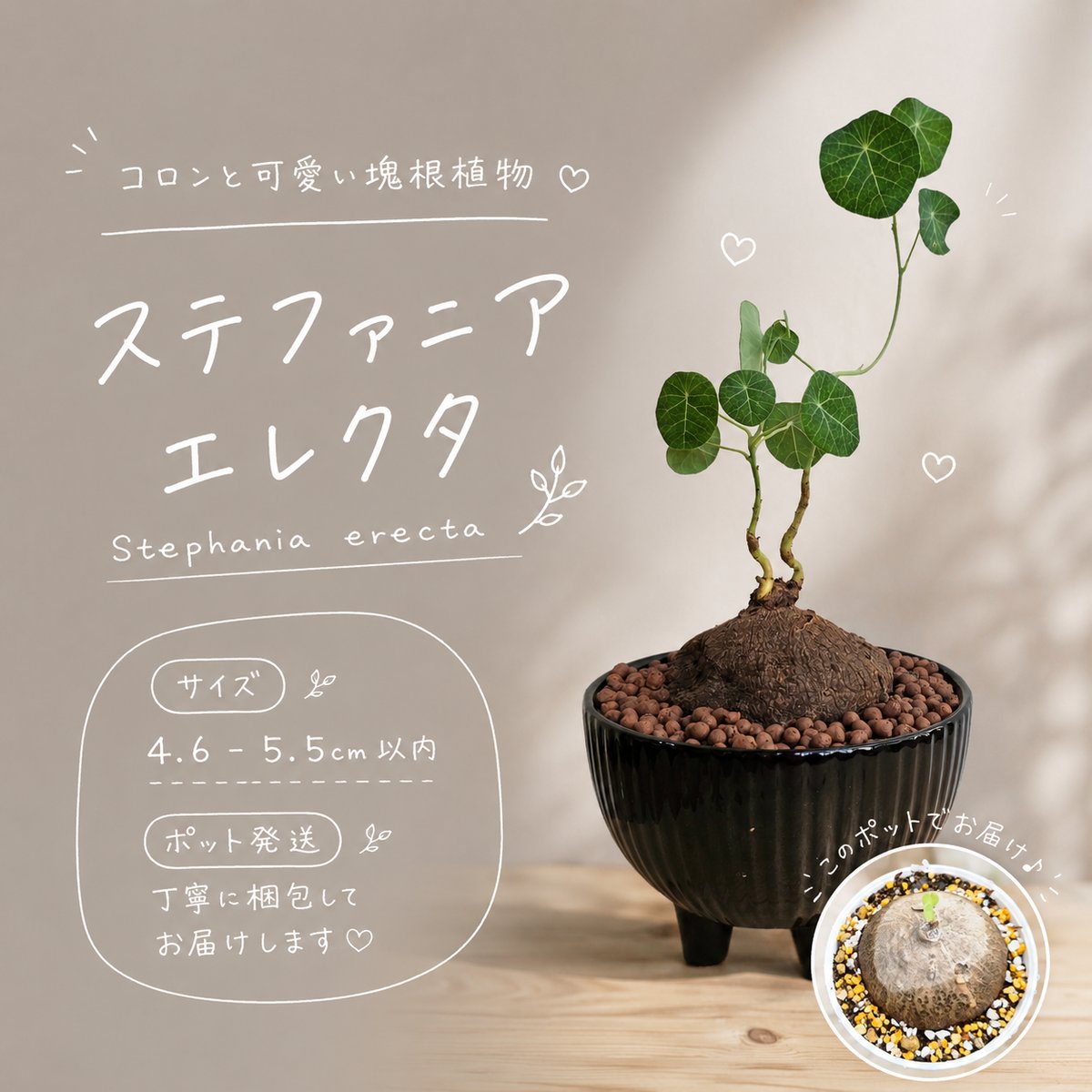 観葉植物 ステファニア エレクタ 伝市鉢