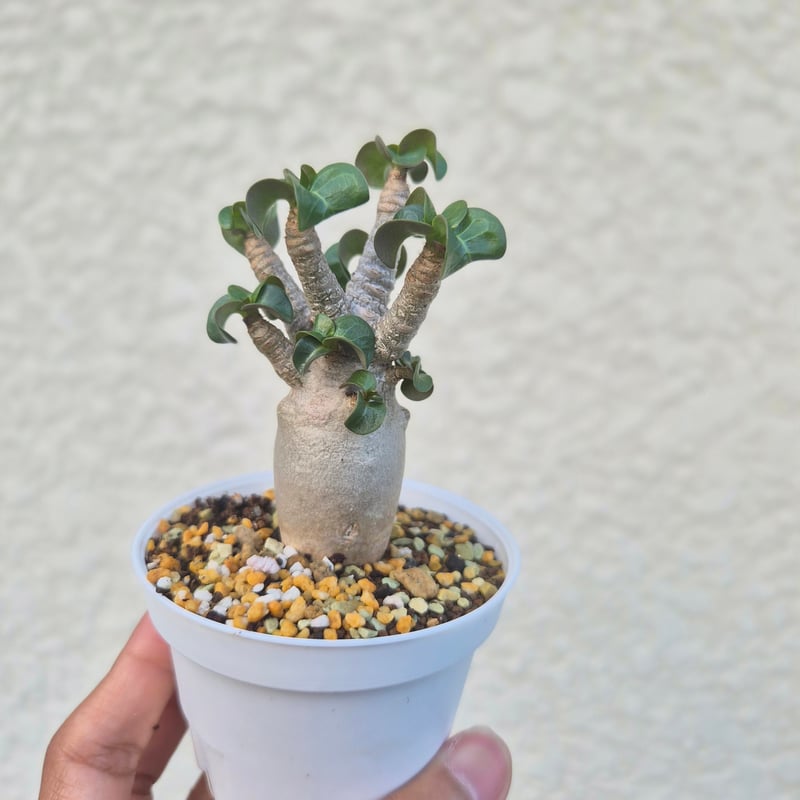 Sサイズ⑤《 Adenium Arabicum D.H.A》アデニウム アラビカム 獅子葉 ド