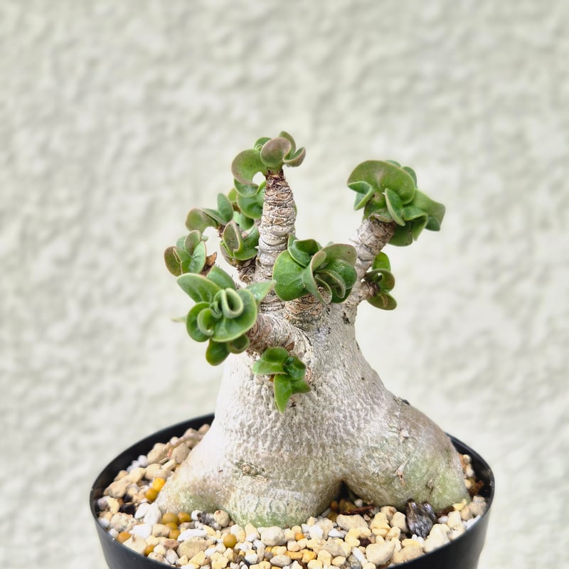Mサイズ⑨《 Adenium Arabicum D.H.A》アデニウム アラビカム 獅子葉 ド