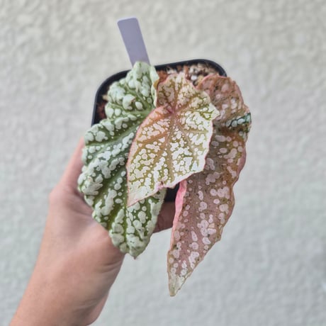 begonia | STORES