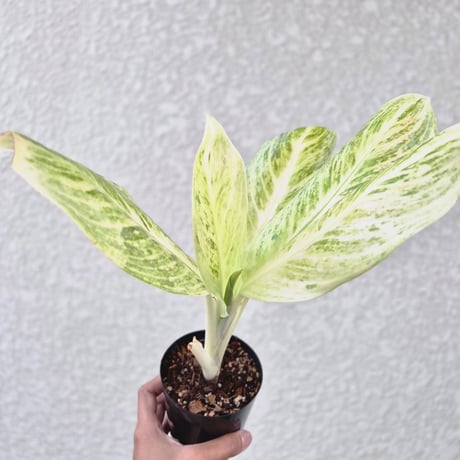 aglaonema | STORES
