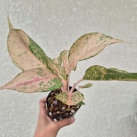Aglaonema Sky Velvet》 アグラオネマ・スカイベルベット 観葉植物