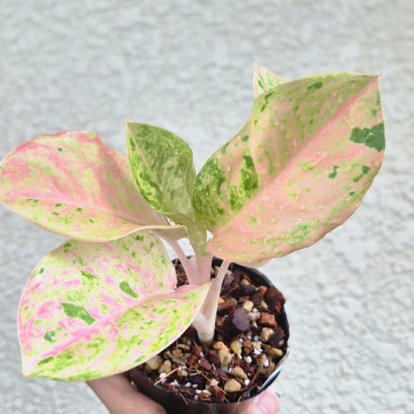 aglaonema | STORES