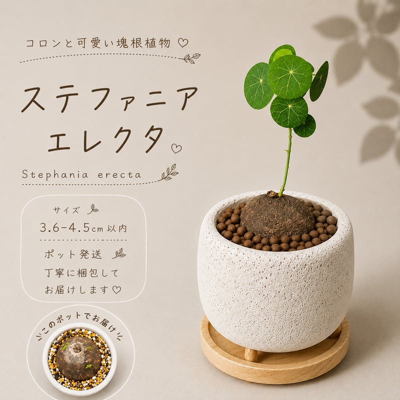 プラポット発送】ステファニア エレクタ 約3.6-4.5cm以内 | riifu