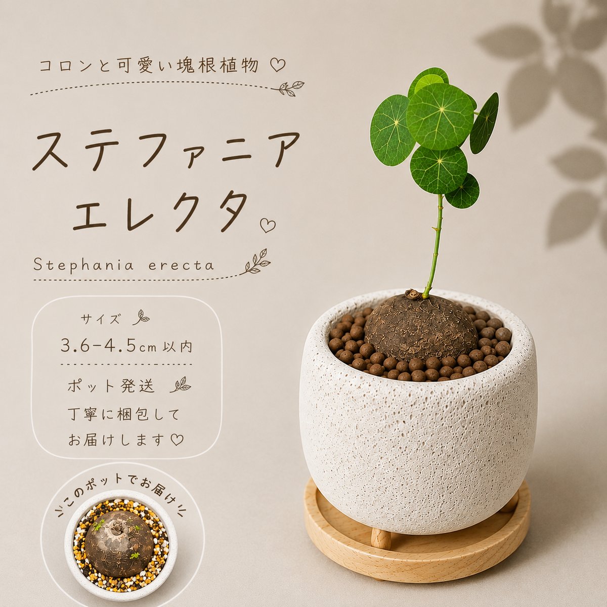 プラポット発送】ステファニア エレクタ 約3.6-4.5cm以内 | riifu