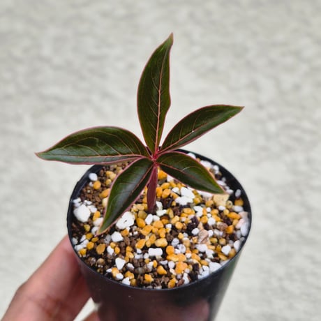 amorphophallus | STORES
