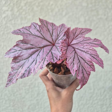 begonia | STORES