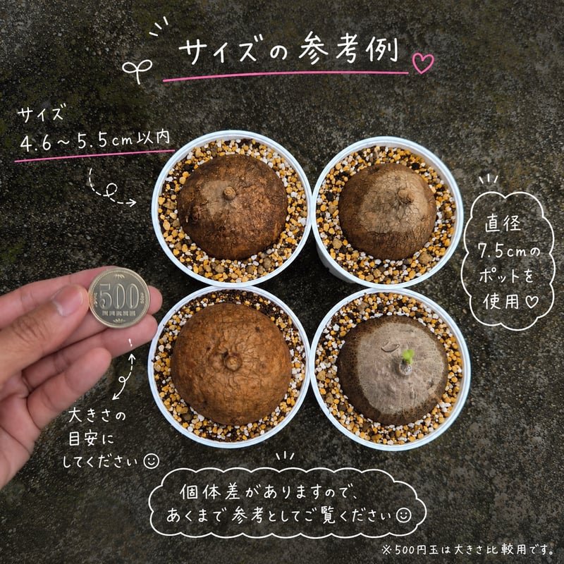 プラポット発送】ステファニア エレクタ 約4.6-5.5cm以内 | riifu