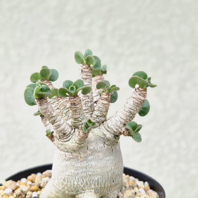 Mサイズ⑥《 Adenium Arabicum D.H.A》アデニウム アラビカム 獅子葉 ド