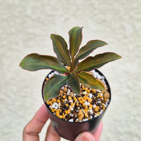 amorphophallus | STORES