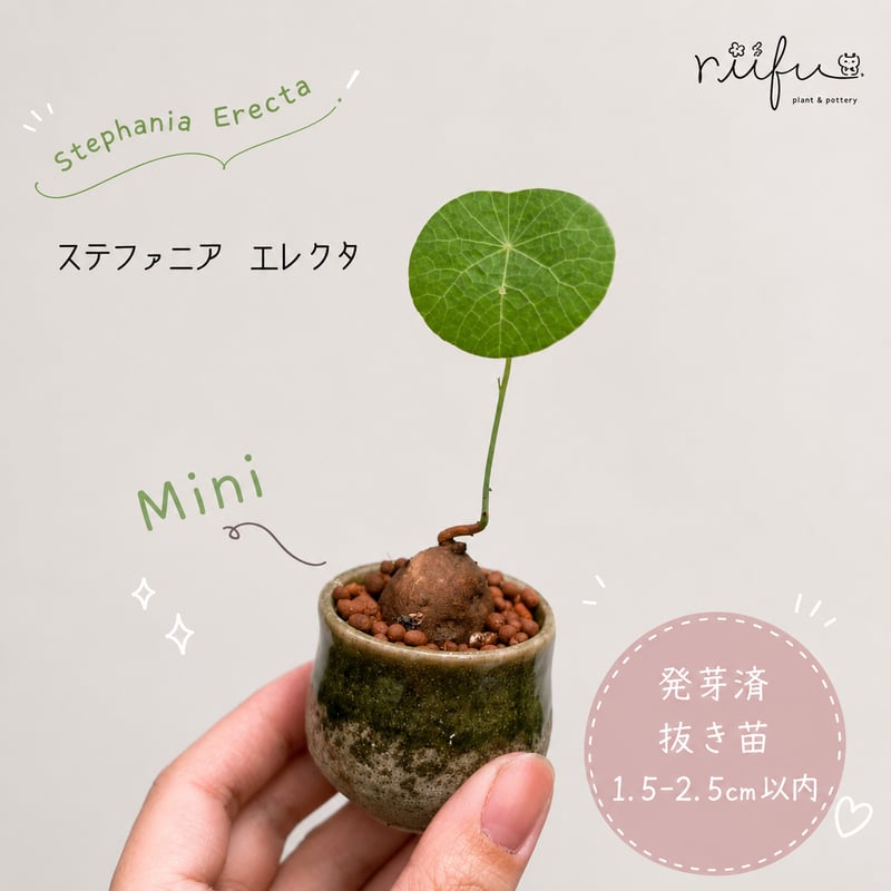抜き苗】ミニサイズ ステファニア エレクタ 約1.5~2.5cm以内 | riifu
