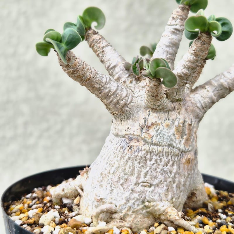 Lサイズ③《 Adenium Arabicum D.H.A》アデニウム アラビカム 獅子葉 ド
