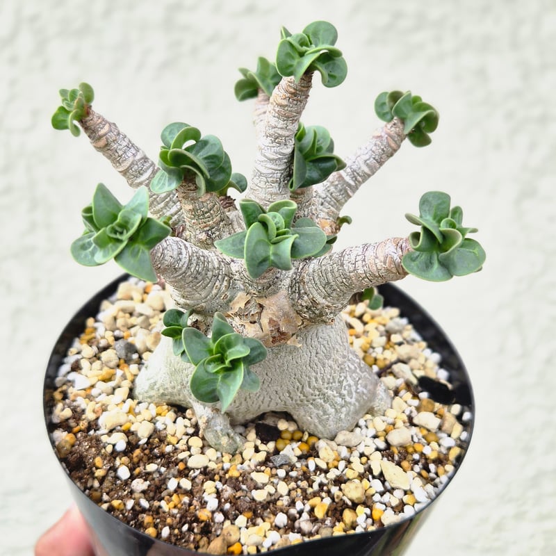 観葉植物 M55 アデニウム·アラビカム ドーセットホーン（獅子葉） 中
